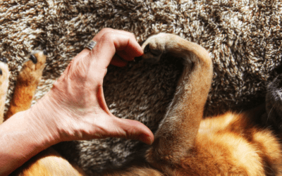 Milhaus Opens Its Doors (and Its Arms) to Pets: Case Study #4