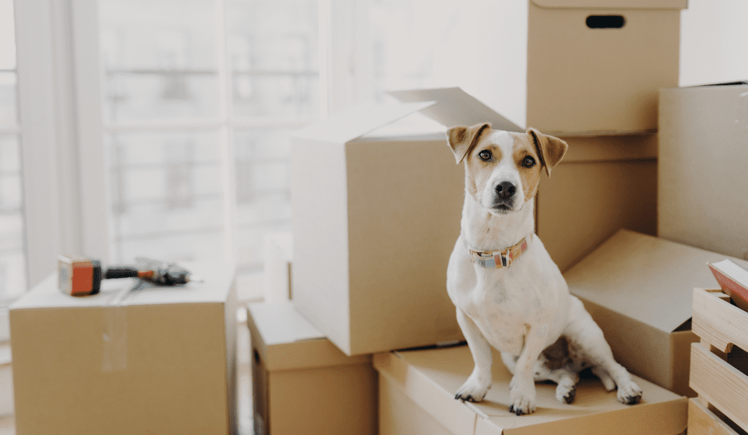 Recognizing an Early-Adopter in Rental Housing Pet Inclusivity