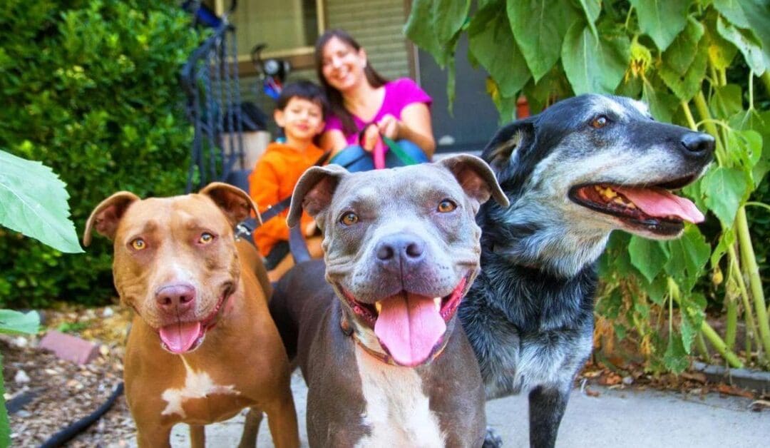 Best Friends Animal Society and Michelson Found Animals Partner to Offer Resources to Increase Pet-Inclusive Housing