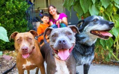 Best Friends Animal Society and Michelson Found Animals Partner to Offer Resources to Increase Pet-Inclusive Housing