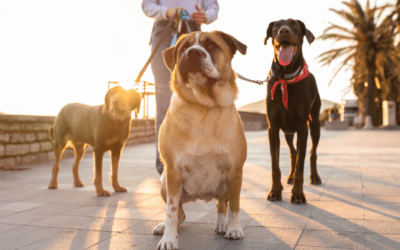 Is Marketing ‘Pet-Friendly’ Enough?