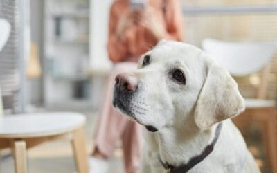 Cracking Down on Junk Fees: What Could It Mean for Pet Fees?