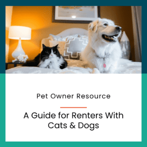 A Tuexedo cat and a Great Pyrenees lying happily together on a bed