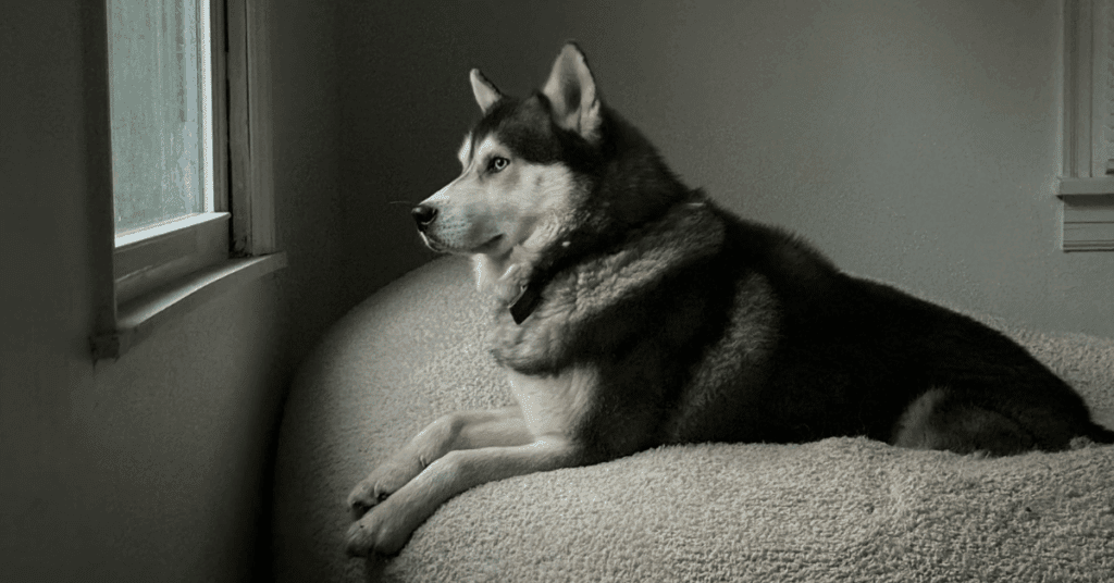 Husky dog lying on a dog bed looking out of the window of his home