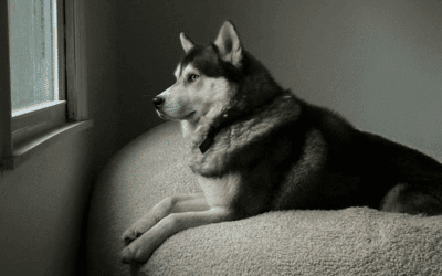 Vacancies, Concessions… and a Waiting List of Pets: Why Now is the Moment to Go Truly Pet-Inclusive