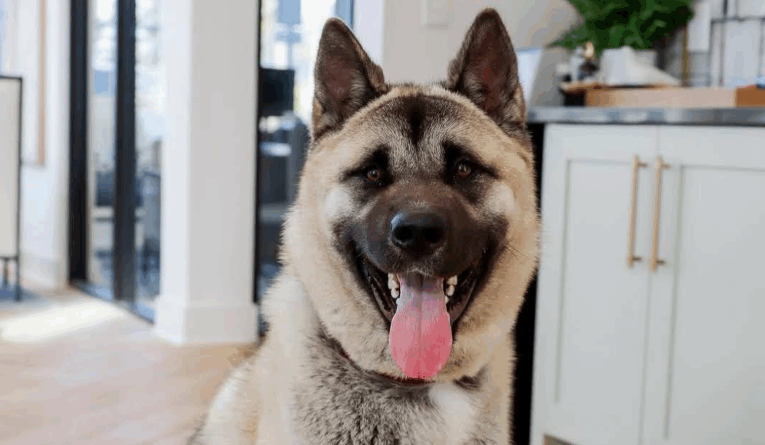 Why TMG’s Pet Inclusivity Is a Strategic Advantage (Especially Now)