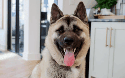 Why TMG’s Pet Inclusivity Is a Strategic Advantage (Especially Now)