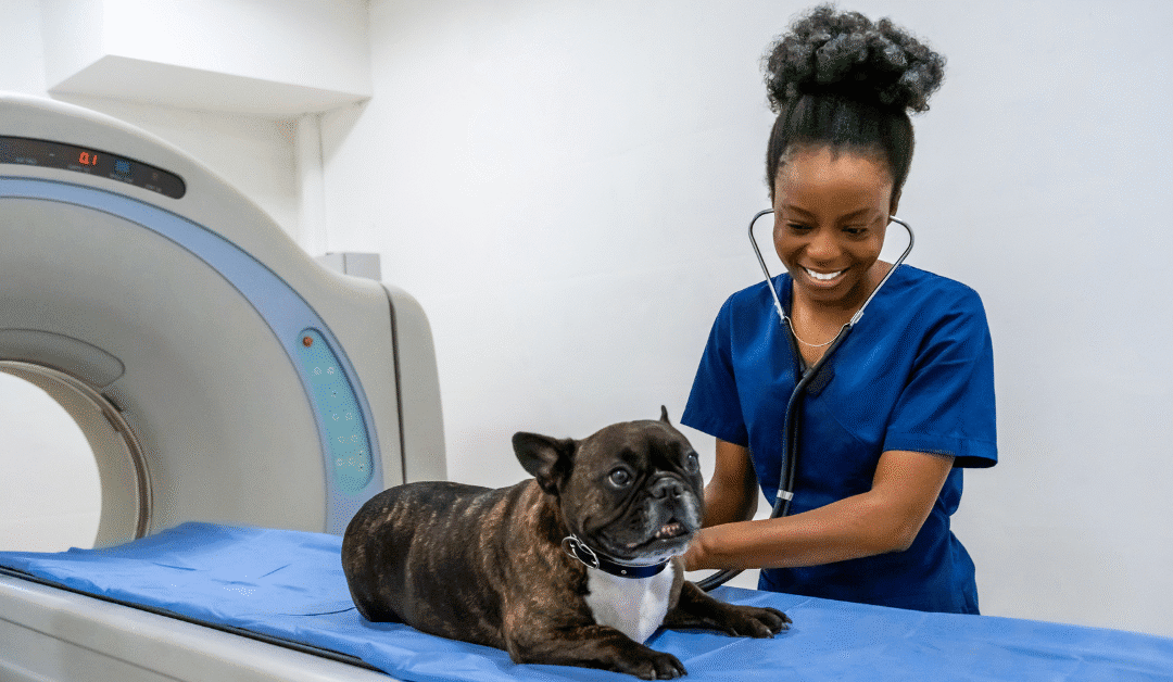 When Affording Pet Care Feels Impossible: A Sustainable Solution