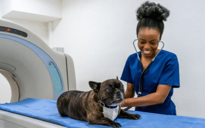 When Affording Pet Care Feels Impossible: A Sustainable Solution